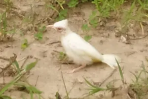 रामनगर: सफेद मोर के बाद नजर आई सफेद हिमालयन बुलबुल