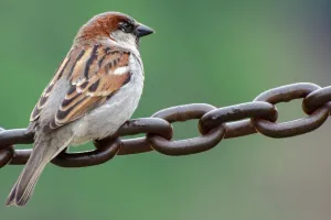 एसओएफ की रिपोर्ट में दावा : देश में गौरैया की संख्या स्थिर