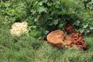 बरेली: बर्फी और छेने की मिठाई पर आयी फफूंद फिर भी बेच रहे थे