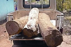 खटीमा: सागौन के 41 फ्रेम और पिकअप पकड़ी