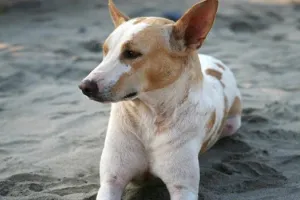 मुरादाबाद: सड़कों पर आवारा कुत्तों का आतंक, रोज 30-40 को बना रहे शिकार