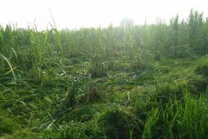 लखीमपुर खीरी: हाथी नहीं रुक रहे जंगल में, फसलें कर रहे बर्बाद