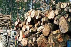 हरदोई: जिम्मेदारों की सरपरस्ती में हरे-भरे पेड़ों पर चल रहा आरा