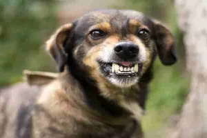 सहारनपुर: आदमखोर कुत्तों ने 12 वर्षीय बच्चे को नोचकर मार डाला, गांव में दहशत