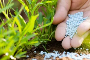 बरेली: मंडल में 369564 मीट्रिक टन के सापेक्ष 343949 मीट्रिक टन यूरिया उपलब्ध