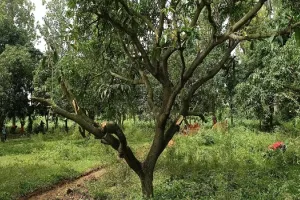 अमरोहा: आम के हरे पेड़ों पर माफिया ने चलाई कुल्हाड़ी, जांच में जुटी राजस्व विभाग की टीम