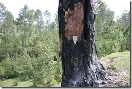 अल्मोड़ा: पुलिस ने बरामद किया चार लाख बीस हजार का अवैध लीसा