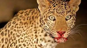 गरमपानी: खेती किसानी के बाद अब पशुपालन पर भी संकट, गुलदार के आतंक से परेशान जनता