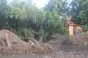 बरेली: ट्रांसलोकेट होने से पहले ही गिरने लगे विकास भवन रोड पर पेड़