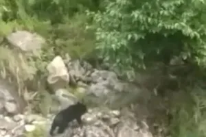 पर्वतीय क्षेत्रो‍ं में तेंदुए के बाद अब भालू का आंतक…