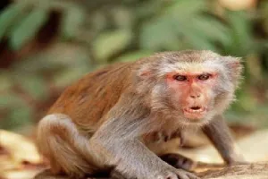 मुरादाबाद: बंदर के डर से छत से गिरा बच्चा, घायल