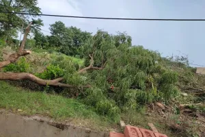 बरेली: गोल्डन ग्रीन पार्क में पेड़ काटने के आरोपियों पर लगेगा जुर्माना