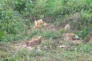 बदायूं: हल्के इंचार्ज की मिली भगत से लकड़ी माफिया ने काट डाले हरे नीम के पेड़