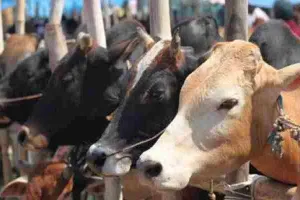 हरदोई: गौआश्रय केंद्र में अव्यवस्थाओं के चलते दर्जनों गोवंशों की मौत