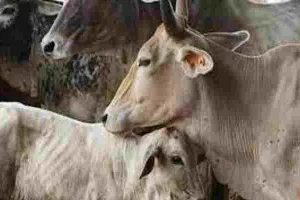 हमीरपुर: कचरा खाने को मजबूर गोवंश, अधिकारियों ने साधी चुप्पी