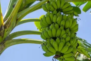 बरेली: अनुदान ने बढ़ाया केले की खेती का रकबा और किसानों का रुझान