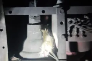 एक चूहे ने गुल कर दी शहर की बिजली