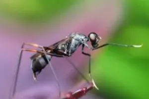 बरेली: खतरनाक है डेंगू का डी-2 वैरिएंट, ब्रेन हेमरेज का भी खतरा