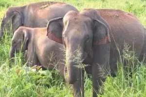 पीलीभीत: हाथियों ने फैजुल्लागंज में उजाड़ी धान की फसल