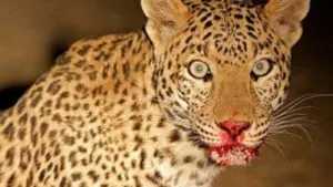 गुलदार के आंतक से ग्रामीणों में दशहत, वन विभाग से पिंजरा लगाने की मांग