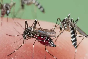 बुखार और डेंगू से कई जिलों में मौतों की संख्या बढ़ी, लखनऊ में CMO ने जारी किया अलर्ट