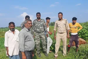 लखीमपुर खीरी: घोड़े को बाघ ने बनाया निवाला, ग्रामीण दहशत में