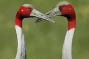 बरेली: रुहेलखंड में राजकीय पक्षी सारस बढ़ा रहा कुनबा