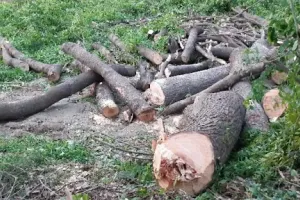 हल्द्वानी: अवैध कटान प्रकरण में फॉरेस्ट गार्ड से होगी 3.64 लाख रुपए की वसूली