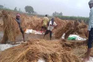 संभल : खेत में कटी पड़ी धान की फसल बारिश में डूबी, उड़द व गन्ने की फसल को नुक़सान
