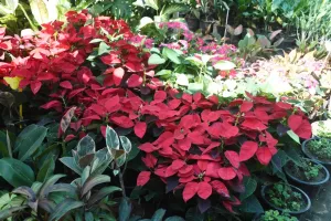 बरेली: पौधों के साथ मनाएं इको फ्रेंडली दिवाली, ऑक्सीजन के साथ सजावट भी