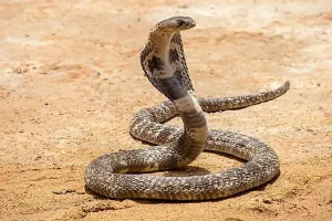 बिजनौर: पालतू कुत्ते ने कोबरा को मार कर मालिक की बचाई जान