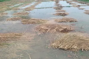 मुरादाबाद : झमाझम बारिश से बदला मौसम का मिजाज, धान की फसल को भारी नुकसान
