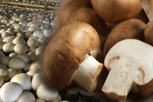 बाराबंकी के किसानों को रास आने लगी है मशरूम की खेती