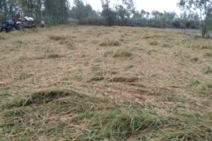 बरेली: किसान दिखे मायूस, झमाझम बारिश से खेतों में बिछ गई धान