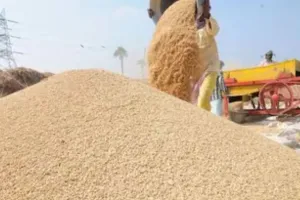 पीलीभीत: क्रय केंद्रों पर समय से धान खरीद होती तो बर्बाद नहीं होता किसान