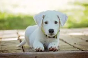 खंभे से बांधकर अपने पालतू कुत्ते को पीटना पड़ा भारी, पुलिस ने किया गिरफ्तार