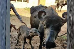 देश में पहली बार IVF तकनीक से बछड़े का जन्म, इस शहर में हुआ ये कमाल