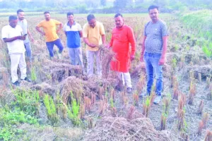 हल्द्वानी: खेड़ा गांव में नष्ट फसल का जायजा लेने पहुंचे पटवारी