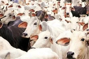 लखनऊ: गौशाला में भूख से तड़प कर मर रहे बेजुबान जानवर