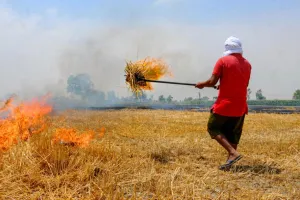 एनटीपीसी जैसी कंपनियां खरीद रही हैं पराली और फसलों के डंठल, जानें कैसे होगा इस्तेमाल