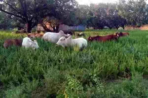 अयोध्या: खड़ी फसलों को तबाह कर रहे छुट्टा पशुओं के झुंड, जिम्मेदारी कुंभकर्णी निद्रा में