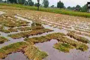 अक्टूबर में तीन गुना हुई बरसात, किसान बेहाल, कटा हुआ धान भी भीगकर खराब