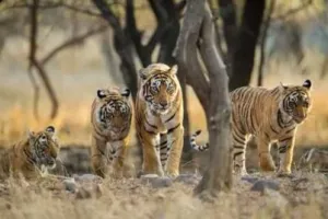 हल्द्वानी: सात अक्तूबर तक मनाया जाएगा वन्यजीव अभयारण सप्ताह