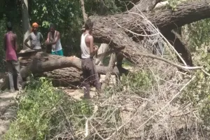 हरदोई: वन विभाग की मिलीभगत से हरे पेड़ों पर चला आरा