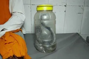 डिब्बे में किंग कोबरा लेकर जिला अस्पताल पहुंचा युवक, जानें पूरा मामला…