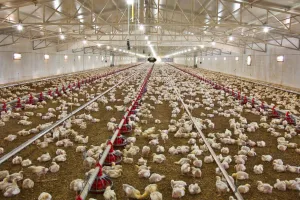 बरेली: 10 राज्यों के 37 युवा सीखेंगे कुक्कुट पालन