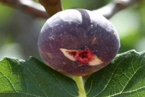 दर्द के लिए जंगली हिमालयी अंजीर का करेंगे इस्तेमाल तो होगा फायदा