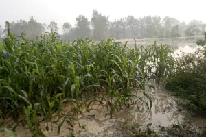 रामपुर : 180 गांवों में 20 हजार हेक्टेअर फसलें तबाह