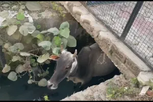 बरेली: नाले में गिरी गाय, घंटों नहीं आया नगर निगम व अग्निशमन का दस्ता