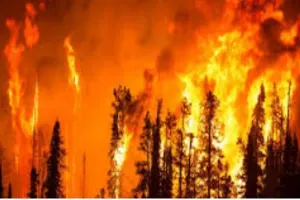 डेढ़ साल पहले लगी आग से आज तक सुलग रहा कैलिफोर्निया का जंगल, कई पुराने पेड़ हुए जलकर खाक